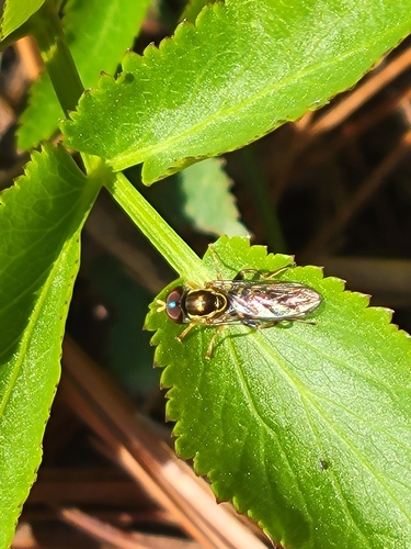 Unknown species found near Plant Sciences Lab (East Side), Urbana, IL 61801, USA