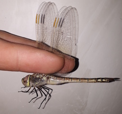 Anax ephippiger