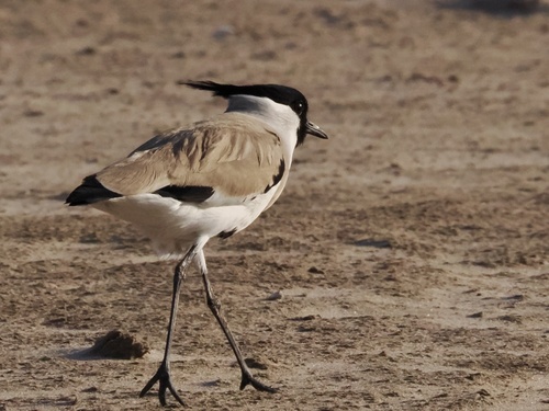 River Lapwing