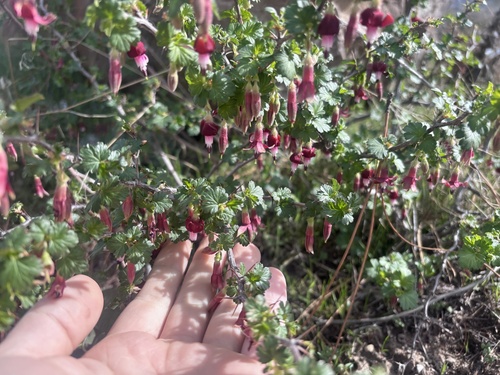 Sierra Gooseberry (Ribes roezlii)