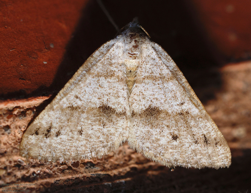 Macaria grossbecki