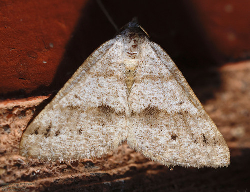 Macaria grossbecki