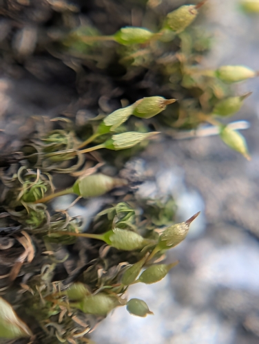 Glyphomitrium humillimum observed 2026-03-19
