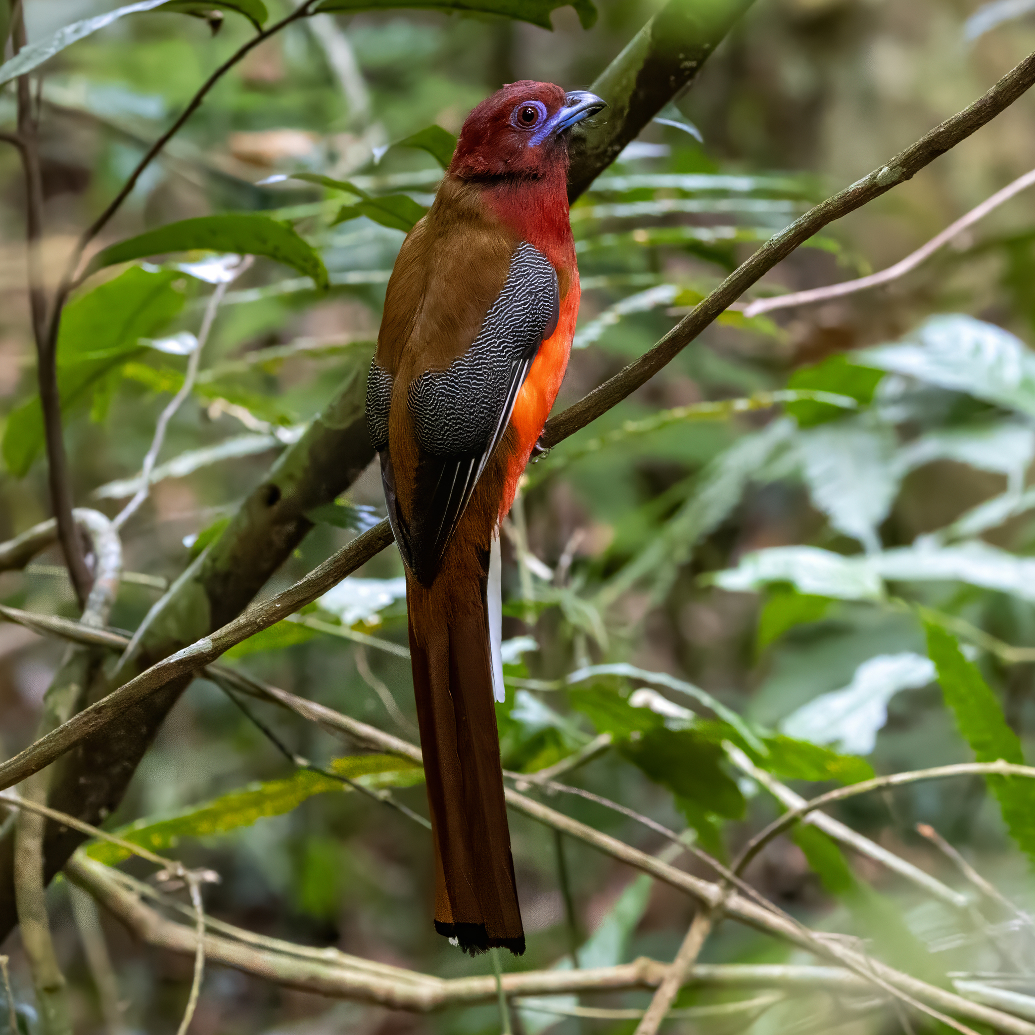 Red-headed Trogon (Harpactes erythrocephalus), photo 10