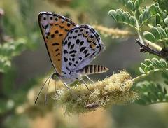 Apodemia chisosensis