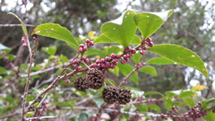 Eurya japonica, photograph (c) yajapin, some rights reserved (CC BY)