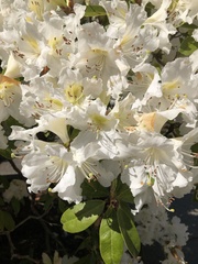 Rhododendron occidentale