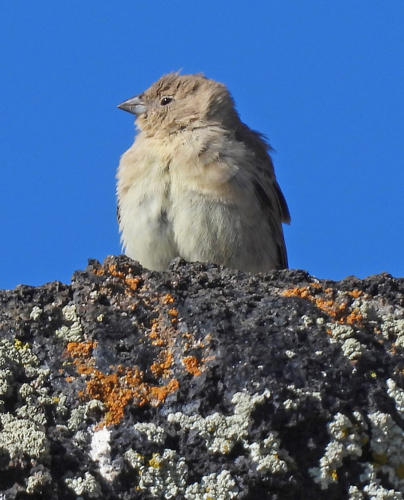Greater Yellow Finch (Sicalis auriventris), photo 10