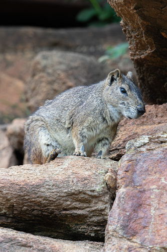 Rock Cavy