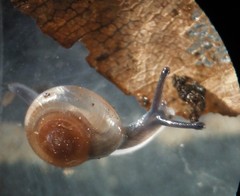 Glyphyalinia indentata