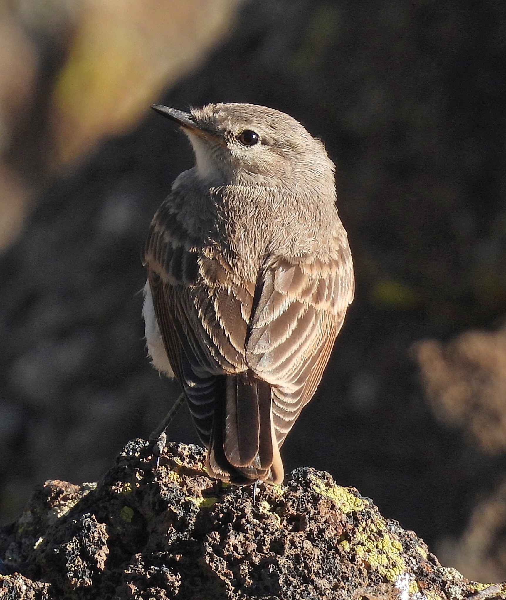Spot-billed Ground Tyrant (Muscisaxicola maculirostris), photo 9