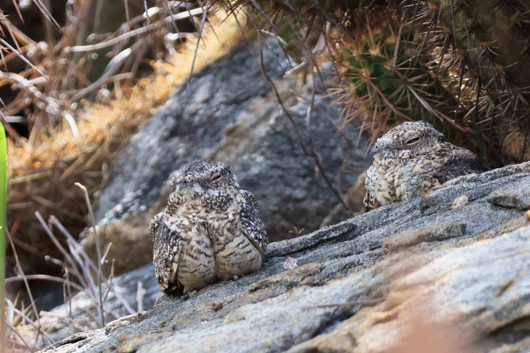 Pygmy Nightjar (Nyctipolus hirundinaceus), photo 4