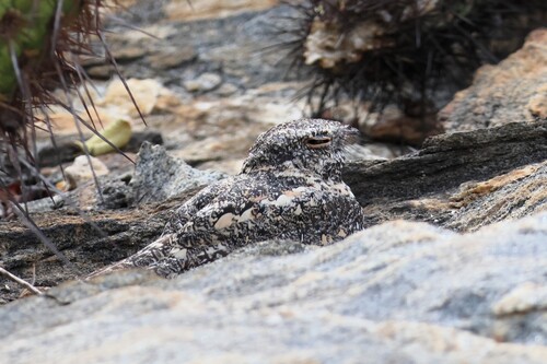 Pygmy Nightjar (Nyctipolus hirundinaceus), photo 5