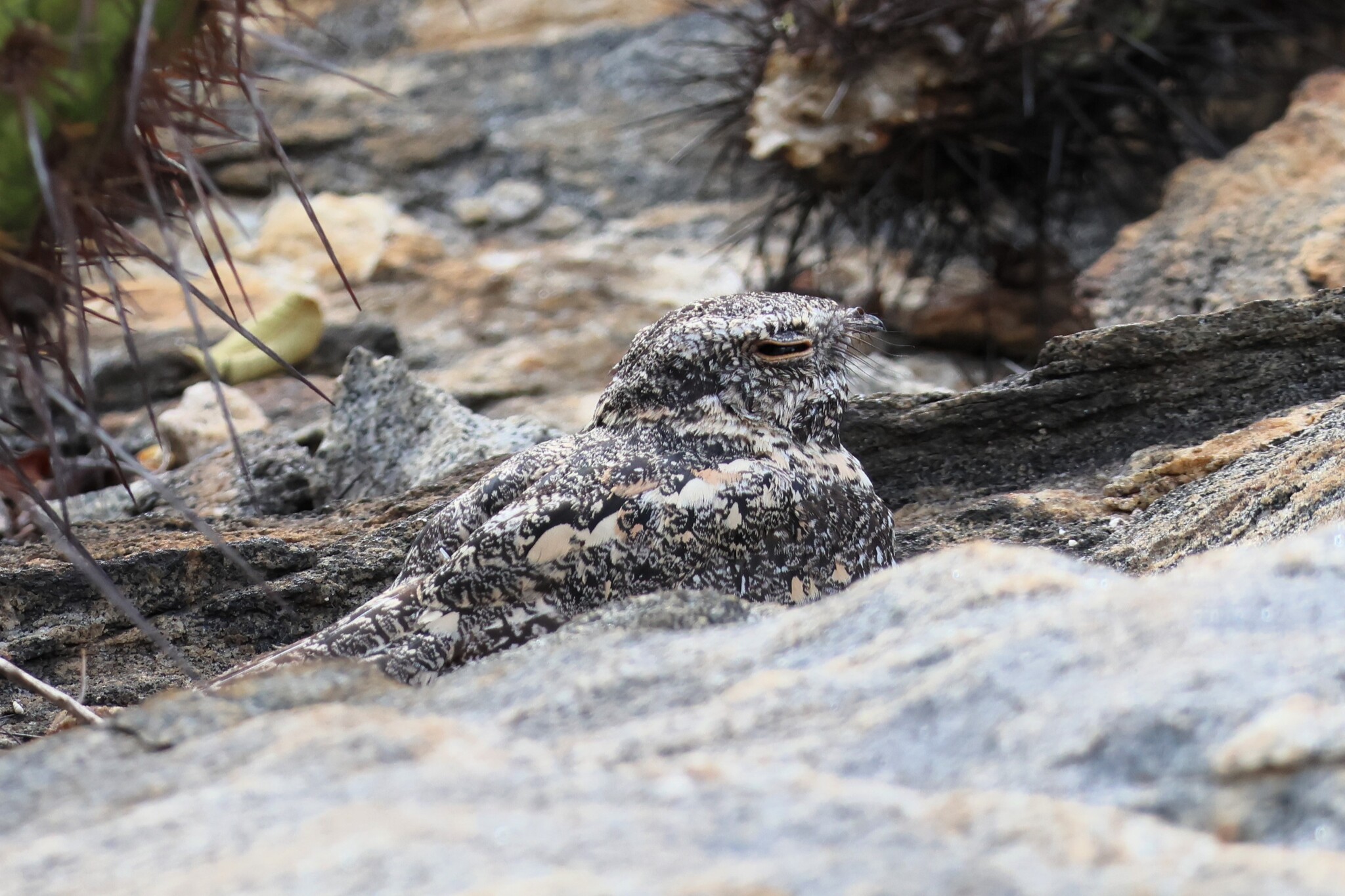 Pygmy Nightjar (Nyctipolus hirundinaceus), photo 5
