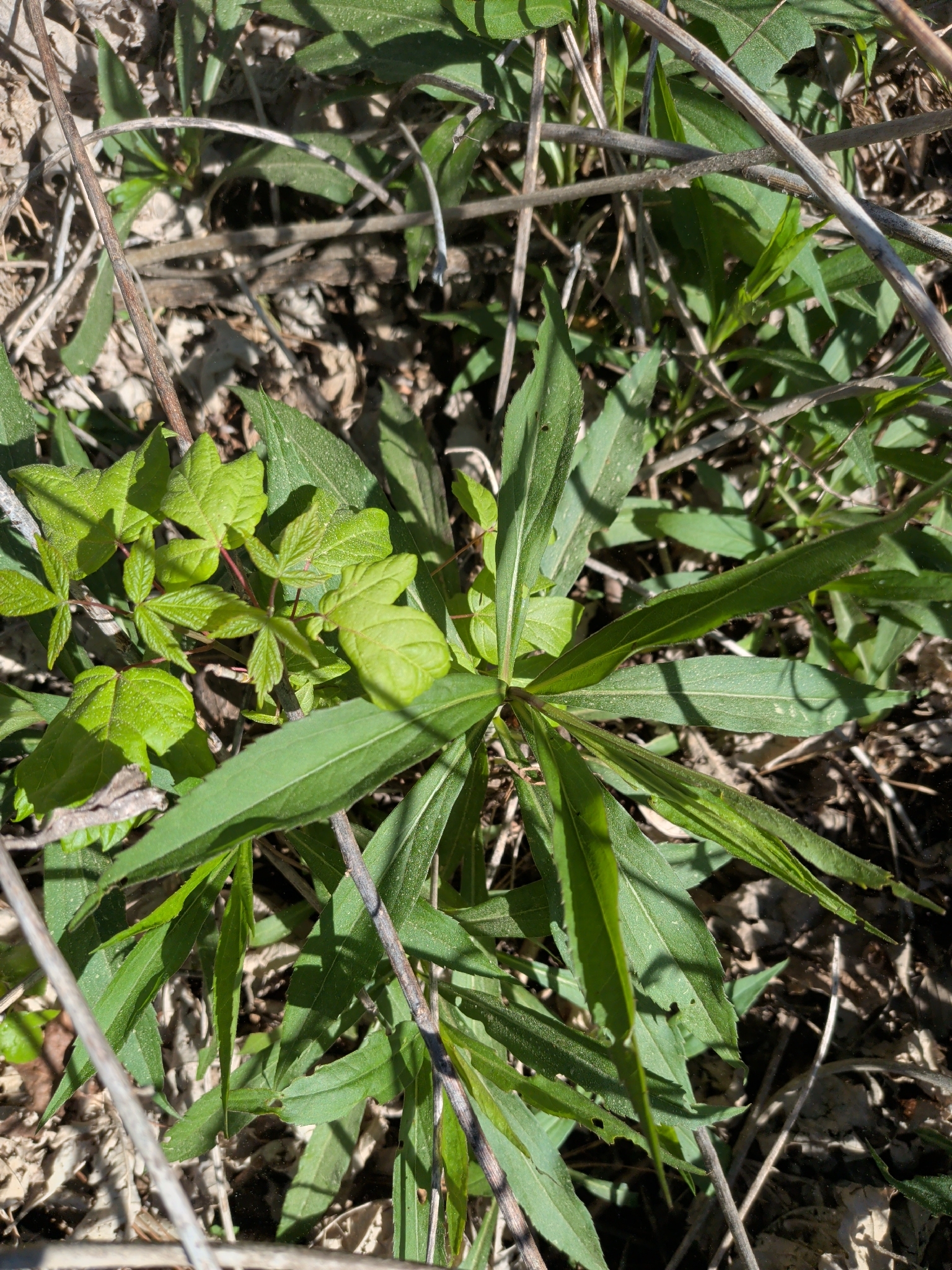 Tall Goldenrod (Solidago altissima)