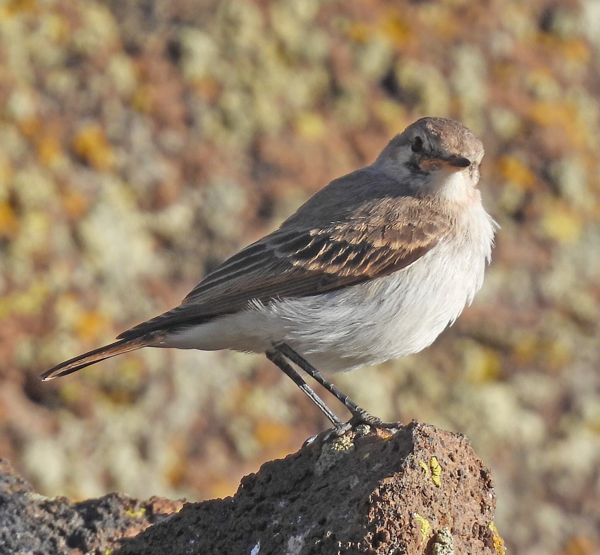 Spot-billed Ground Tyrant (Muscisaxicola maculirostris), photo 10
