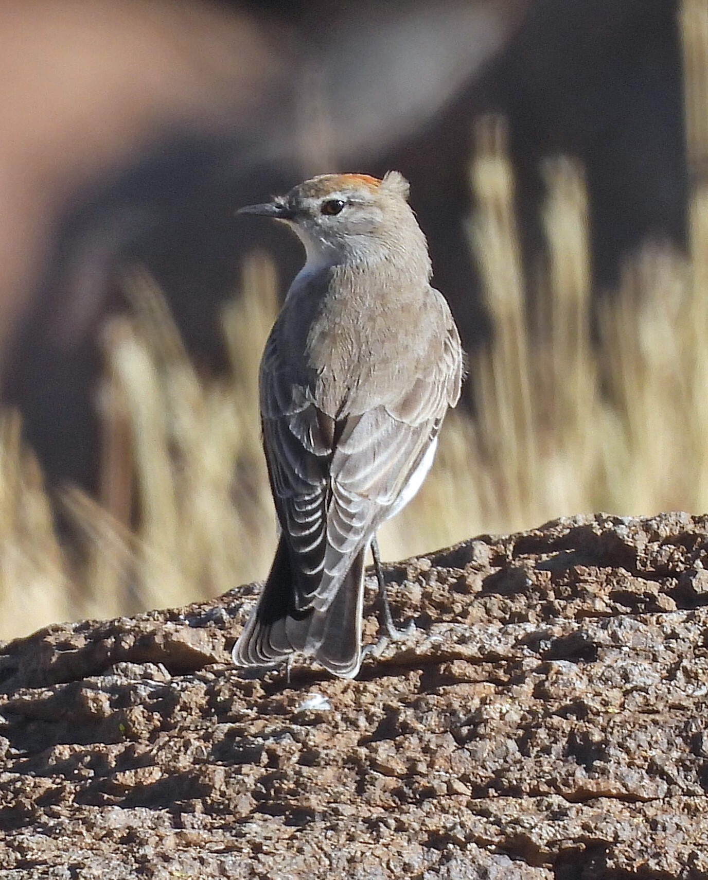 White-browed Ground Tyrant (Muscisaxicola albilora), photo 7