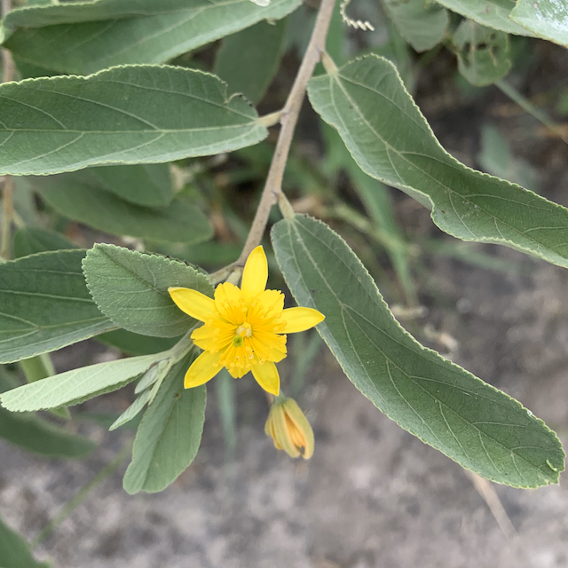 Grewia
