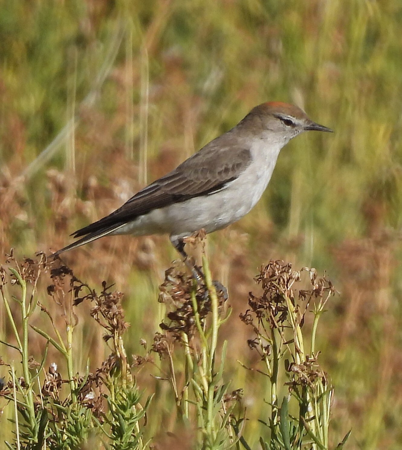 White-browed Ground Tyrant (Muscisaxicola albilora), photo 9