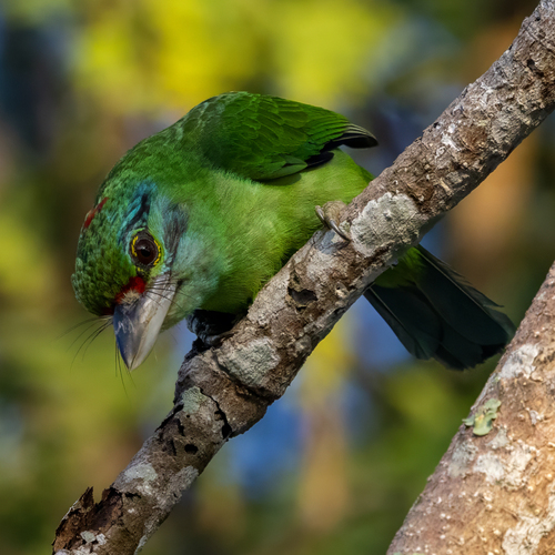 Moustached Barbet (Psilopogon incognitus), photo 8