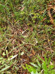 Microlaena carsei