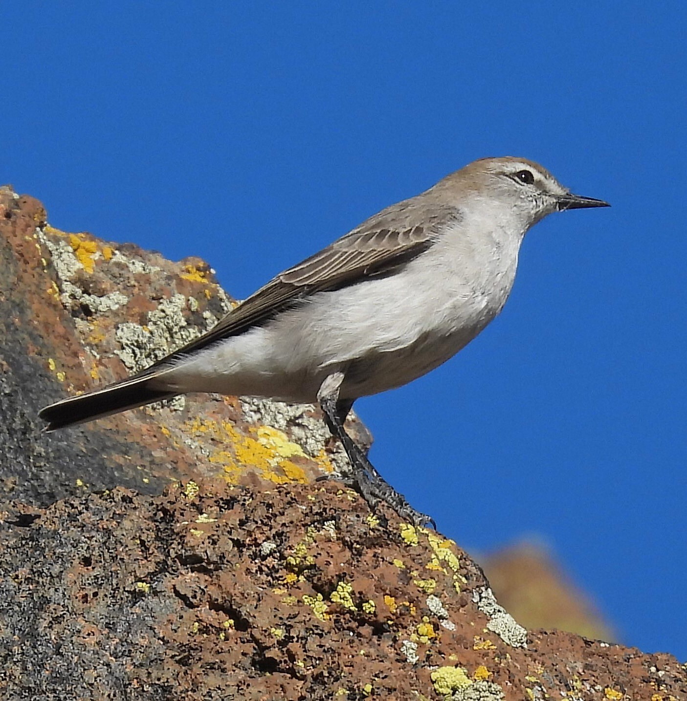 White-browed Ground Tyrant (Muscisaxicola albilora), photo 10