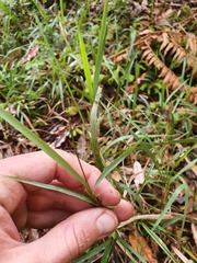 Microlaena carsei