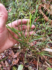 Microlaena carsei