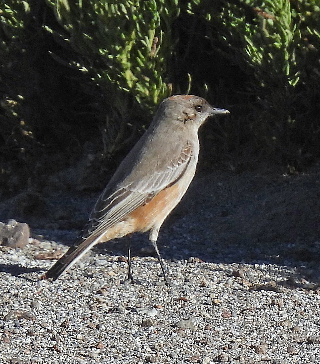 Cinnamon-bellied Ground Tyrant (Muscisaxicola capistratus), photo 5