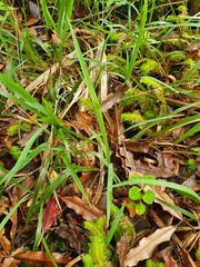 Microlaena carsei