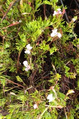 Pelargonium laevigatum