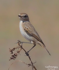 Saxicola macrorhynchus