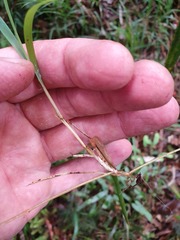 Microlaena carsei