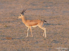 Gazella bennettii
