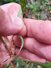Microlaena carsei