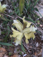Iris pumila attica