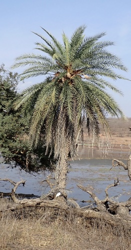 Phoenix sylvestris