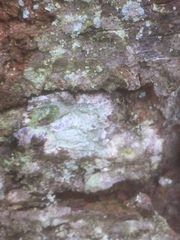Pertusaria hymenea