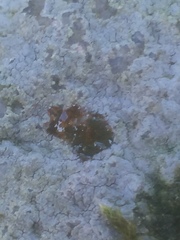 Trapelia placodioides