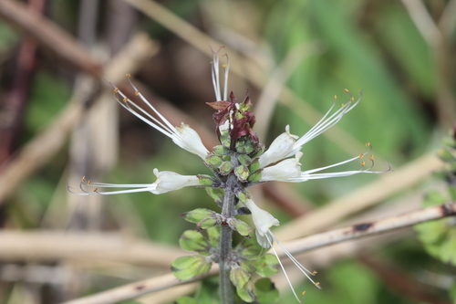 long-stamen basil (Ocimum filamentosum)
