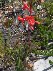 Watsonia stenosiphon