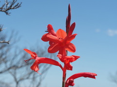 Watsonia stenosiphon