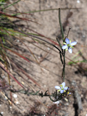 Heliophila linearis linearis