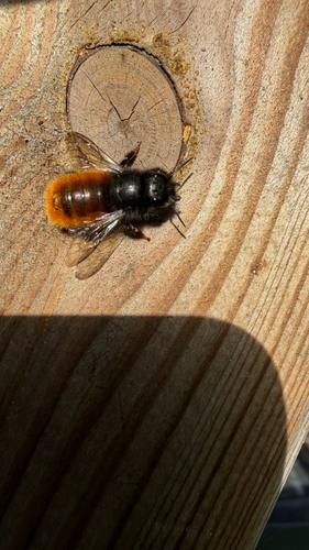 European Orchard Bee, Rijnsburgerweg, Leiden, South Holland, NL, photo 8 of 10