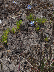 Heliophila linearis linearis