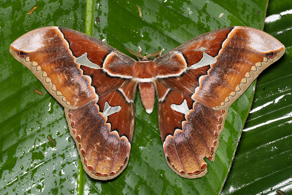 Orizaba silkmoth
