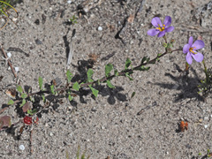 Chaenostoma hispidum