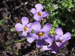 Chaenostoma hispidum