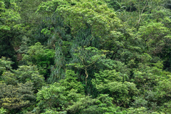 Freycinetia formosana