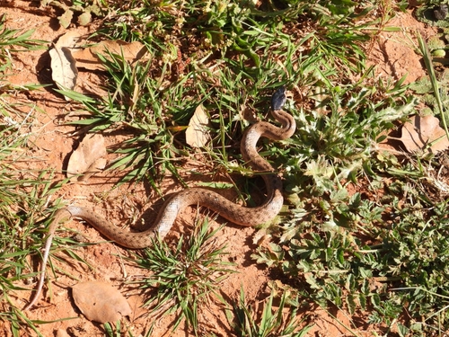 Iberian False Smooth Snake